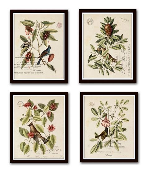 Vintage Bird And Botanical Prints Set Of 4 Giclee Fine Art