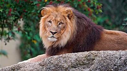 Lion 4k Male Wallpapers Stare Down Predator