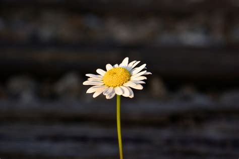 Single Daisy Flower Free Stock Photo Public Domain Pictures