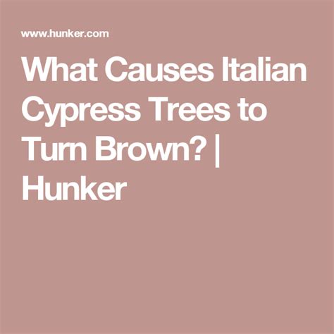 Unfortunately they are turn brown from unfortunately they are turn brown from inside out. What Causes Italian Cypress Trees to Turn Brown (With ...