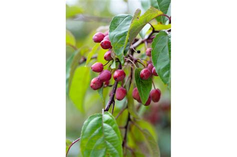 The Best Crab Apple Trees For Colour And Form Crabapple Tree Apple