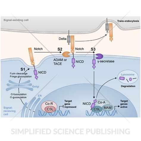 Notch Molecular Signaling Pathway Vector Image For Download