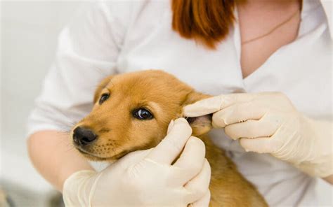 Otitis en perros síntomas y tratamiento Muestrasacasa