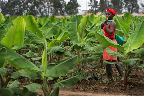 Green Fuel Bananas To Help Wean Angola Off Oil