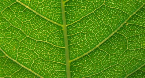 Leaf Closeup Vive Iv Therapy