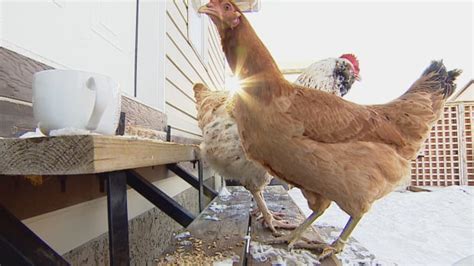 Backyard Chicken Rental Company Coming To Saskatoon Despite Bylaw Cbc News