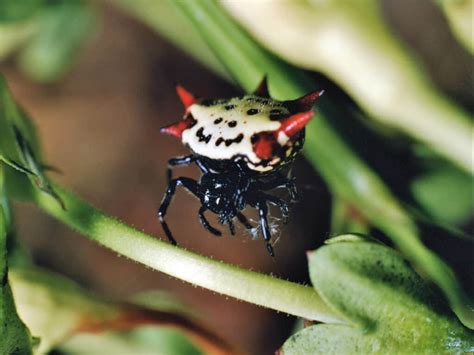 See The 7 Most Colorful Spiders Found Crawling Around The United States