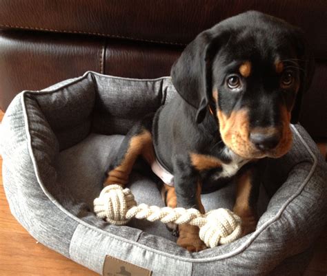 Pin By Kristen Timmins On Must Love Dogs Lab Mix Puppies Coonhound