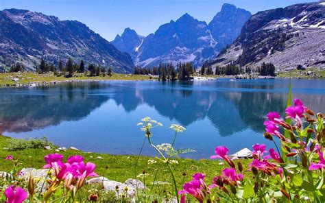 Jenny Lake In Wyoming Spring Flowers Rocky Mountains Grand