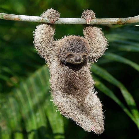Joyful Brown Throated Three Toed Sloth Hanging In The Wild Rainforest 🍃