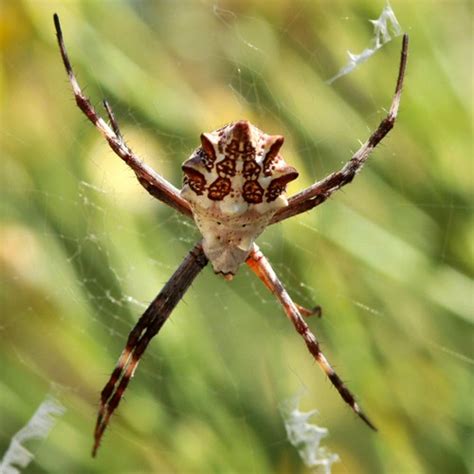 Silver Argiope Argiope Argenatata Spider By The River Flickr