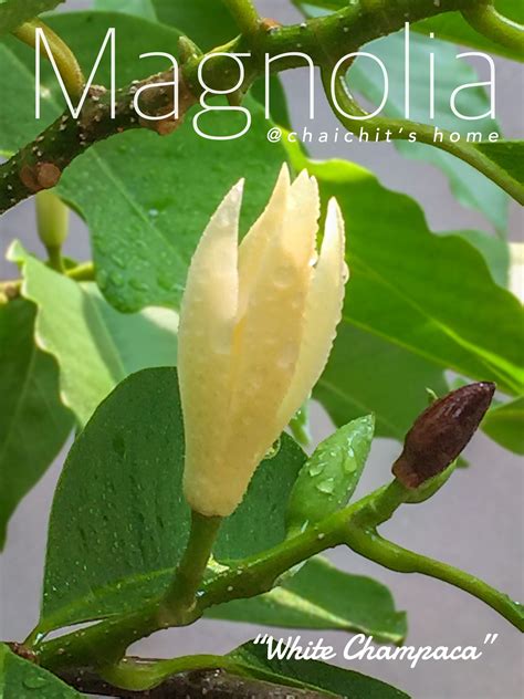 2 members have or want this plant for trade. Magnolia Alba "White Champaca" จำปี @chaichit's home 11.10 ...