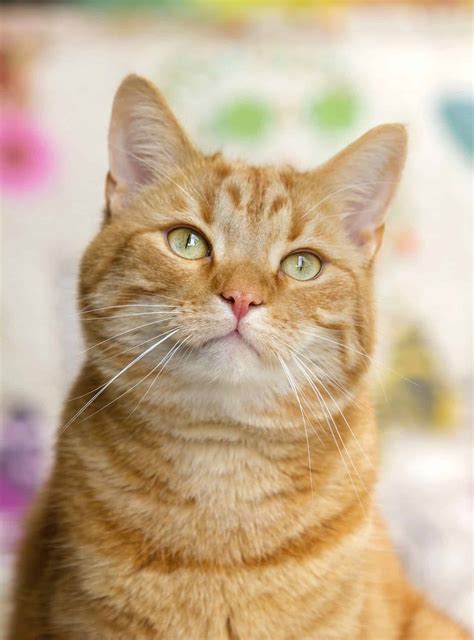 8 Fun Facts About Ginger Tabby Cats Cole Marmalade