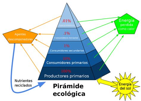 Pirámide De Energía De Un Ecosistema Colombia Verde