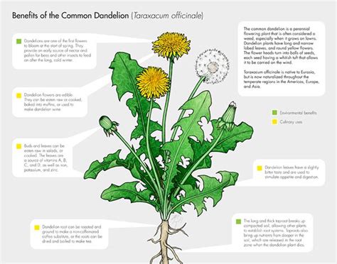 Benefits Of The Common Dandelion By Robin K Herman Via Behance