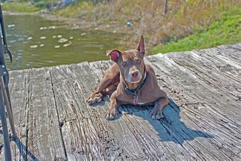 Dog On A Dock Photograph By Gina Obrien Fine Art America