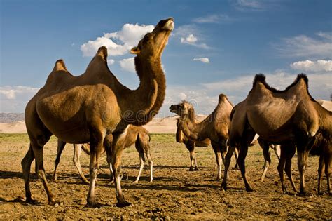 Camellos En Las Dunas De Gobi Foto De Archivo Imagen De Asia Piel