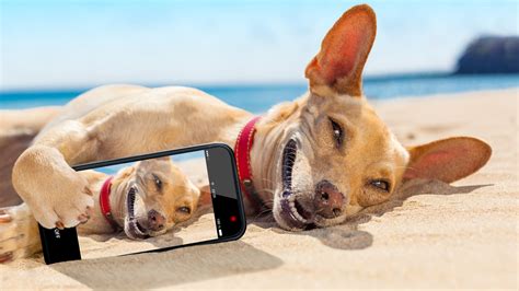 Dog Selfie Funny Dreamstimem55079306 Job Crusher