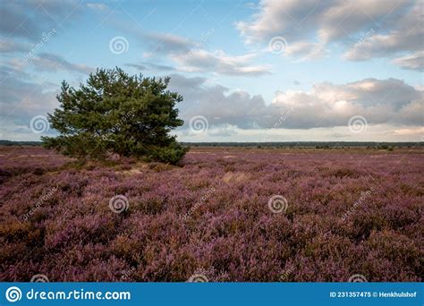 The Purple Flowering Heather In The Beautiful Veluwe Landscape Stock
