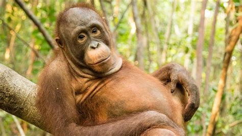 Meet The Orangutans Photo Gallery Photos Orangutan Rescue Back To