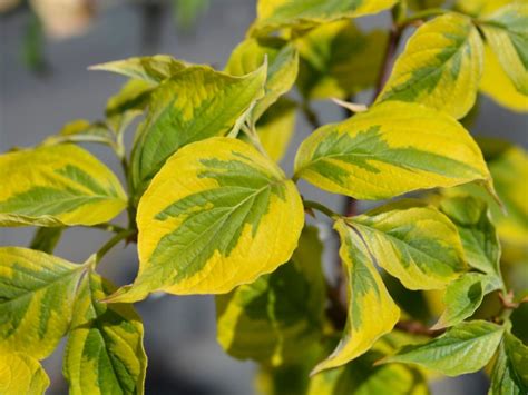 Treating Dogwood Leaf Diseases Help For A Dogwood Tree Dropping Leaves