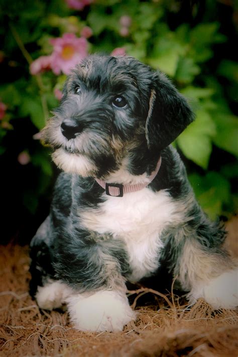What Does A Cesky Terrier Look Like