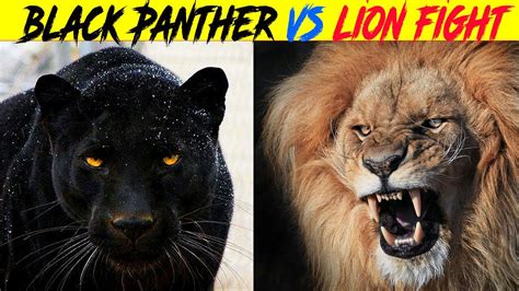 क्या होगा जब दो महादानव करेंगे एक दूसरे का शिकार Lion Vs Black Panther