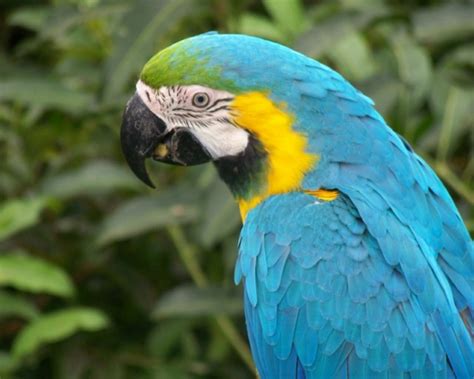Beli produk burung beo berkualitas dengan harga murah dari berbagai pelapak di indonesia. Paling Populer 14+ Gambar Burung Warna Biru - Richa Gambar