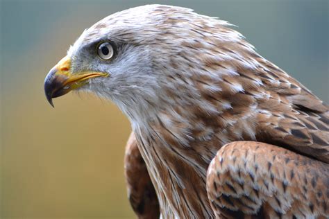 free images nature wing portrait beak eagle hawk fauna raptor bird of prey close up