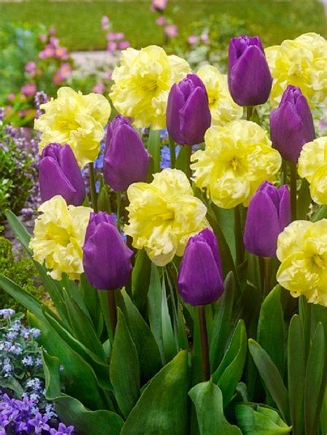 6 Purple Yellow Tulip Daffodil Bulbs Mix Spring Flower Garden Etsy