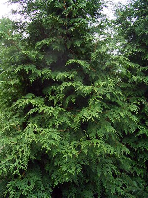 Once a paint or stain is. Western Red Cedar (thuja plicata)