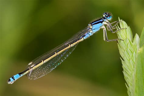 List The Damselflies And Dragonflies Of Australia Australian Geographic