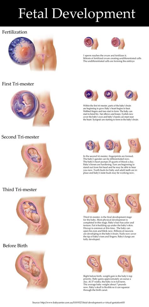 Fetal Development Visualization Visually Fetal Development