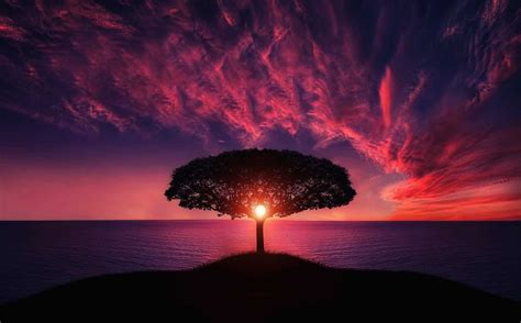 Tree Sunset Amazing Beautiful Breathtaking Colorful Evening Lonely