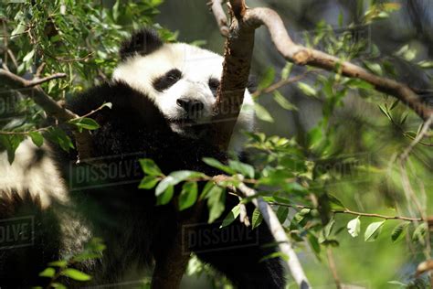 Su Lin Resting At 48lbs Giant Panda Ailuropoda Melanoleuca Giant