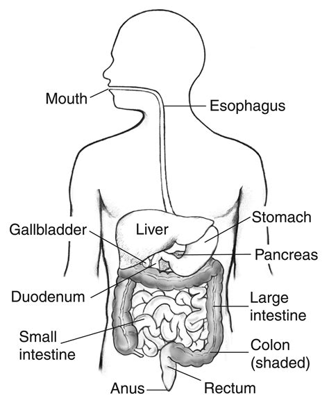 The digestive system is made up of the gastrointestinal (gi) tract—also called the digestive tract—and the liver, pancreas, and gallbladder. Illustration of the digestive system inside the outline of ...