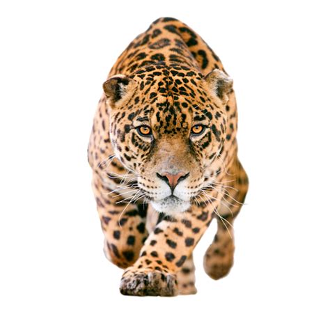 Leopard Jaguar Tiger Cheetah Cat - Leopard/Cheetah Free Png Image | Animals, Jaguar, Wild cats