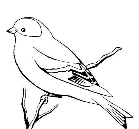 Dibujos De Aves Para Imprimir Y Pintar Colorear Imágenes