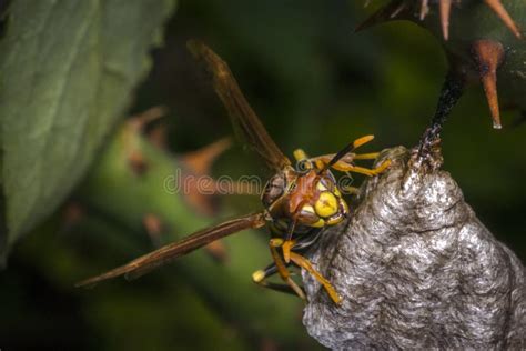 Dangerous Wasp Building A Nest Stock Photo Image Of Life Eyes 94492844