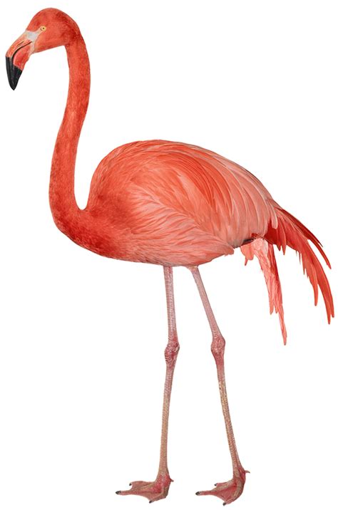 Flamingo PNG şeffaf PNG All