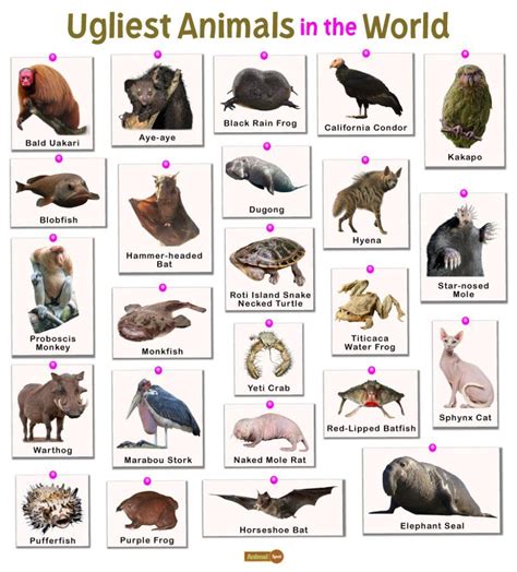 Ugly Animals List And Facts With Pictures