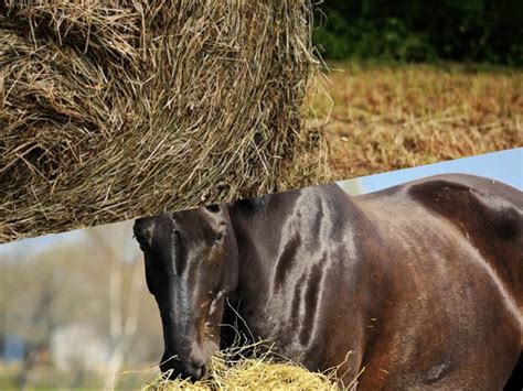 Which Hay Type Is Best For Australian Horses Cen Nutrition
