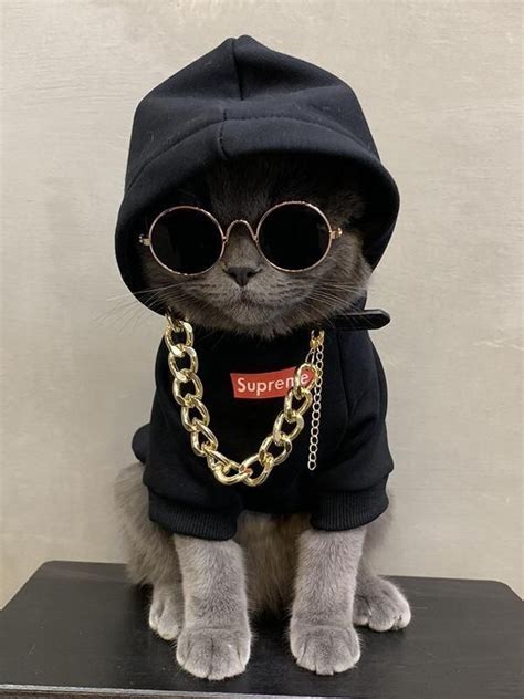 Gangsta Kitty