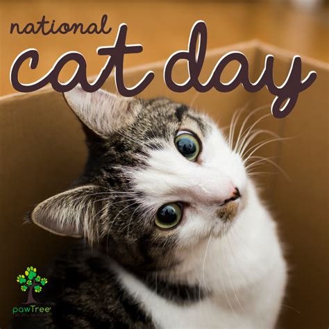 Awasome National Cat Day Pictures Ideas Peepsburgh