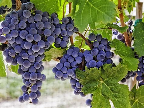와인 레드 와인 양조용 포도 품종the Most Popular Types Of Red Wine Grapes 네이버 블로그