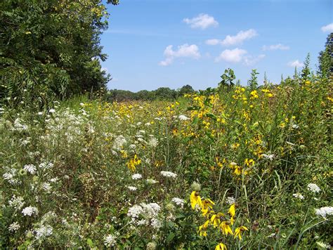 Free Images Blossom Sky Field Meadow Prairie Countryside Flower