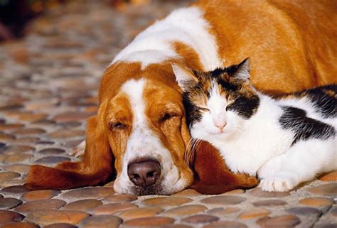 10 Dog Breeds That Are Good With Cat