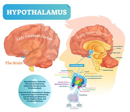 Am wanting to load 00 buck for assorted needs, w/ a pump/short barreled large bore muzzle.12ga. Hypothalamus Vector Illustration Labeled Diagram With ...