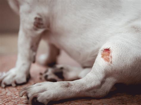 ¿cómo Desinfectar Heridas En Perros Desde Casa Mis Animales