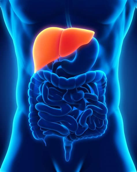3 Types Of Liver Disease And What They Mean For Your Health Oforbuike